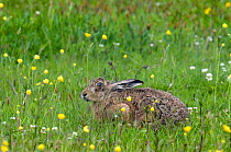 Brown Hare (Lepus europaeus) sitting in meadow of Buttercups and Clover on Machair, Isle of Coll, Scotland, UK, June