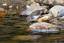 Common Sandpiper (Actitis hypoleucos) chick on exposed stone at edge of water, foraging for food, Upper Teesdale, Co Durham, England, UK, June