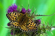 Dark Green Fritillary butterfly (Argynnis aglaja) at rest on Thistle flower, with wings open, UK, Captive
