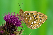 Dark Green Fritillary butterfly (Argynnis aglaja) at rest on Thistle flower, with wings closed, UK, Captive