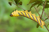 Deaths Head Hawkmoth caterpillar (Acherontia atropos) on privet, Captive, UK