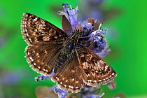 Dingy Skipper butterfly (Erynnis tages) feeding on Bugle flower, with wings open, Captive, UK