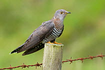 European Cuckoo (Cuculus canorus) female perched on fence post, Isle of Coll, Scotland, UK, June