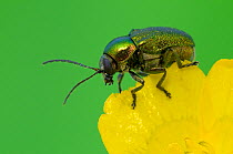 Flower beetle (Cryptocephalus sericeus) feeding on flower of Buttercup (Ranunculus sp) England, UK, Captive.