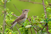 Garden Warbler (Sylvia borin) singing from wild Rose bush, Hertfordshire, England, UK, April