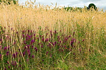 Field Cow wheat (Melampyrum arvense) in flower at edge of cornfield. This species is a rare, arable weed. Bedfordshire, England, UK, May