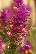 Field Cow wheat (Melampyrum arvense) close up of flowers, growing at edge of cornfield. This species is a rare, arable weed. Bedfordshire, England, UK, May