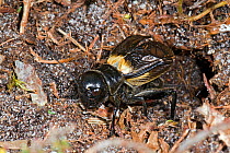 Field cricket (Gryllus campestris) male stridulating (creating noise by rubbing body parts together) at entrance to burrow, West Sussex, England, UK,  July