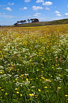 Upland hay meadow with Cow Parlsey (Anthriscus sylvestris) and Buttercups (Ranunculus) Upper Teesdale, Co. Durham, UK, June
