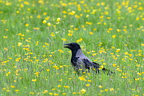 Hooded crow (Corvus cornix) calling in field of buttercups, Machair, Isle of Coll, Scotland, June