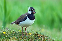 Lapwing (Vanellus vanellus) calling from grassy knoll, Isle of Coll, Scotland, June
