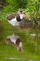 Lapwing (Vanellus vanellus) juvenile wading in shallow stream, with reflections, Upper Teesdale, Co. Durham, UK, June