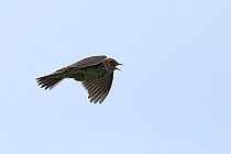 Meadow pipit (Anthus pratensis) singing in flight, Isle of Coll, Scotland, June