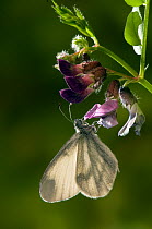 Wood White butterfly (Leptidea sinapis) feeding on flower of Purple Milk-vetch, Captive, UK,