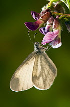Wood White butterfly (Leptidea sinapis) feeding on flower of Purple Milk-vetch, Captive, UK,