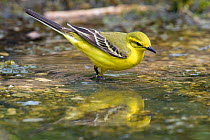 Yellow Wagtail (Motacilla flava flavissima) male wading in shallow water, with reflections Lincolnshire, UK, May