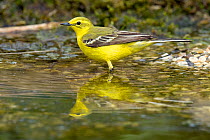 Yellow Wagtail (Motacilla flava flavissima) male standing in water at edge of pool, Lincolnshire, UK, May