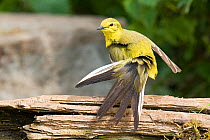 Yellow Wagtail (Motacilla flava flavissima) portrait of male with tail feathers fanned out, preening after bathing, Lincolnshire, UK, May