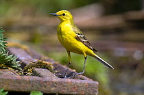 Yellow Wagtail (Motacilla flava flavissima) portrait of male perched on old rusty gate, Lincolnshire, UK, May