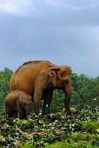 Asian Elephants (Elephas maximus) adult and baby feeding on cut vegetation, elephant orphanage of Pinnawela, Sri Lanka, Asia.