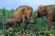 Asian Elephants (Elephas maximus) adults and baby foraging and feeding on cut vegetation, elephant orphanage of Pinnawela, Sri Lanka, Asia.
