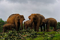 Asian Elephants (Elephas maximus) group of adults and juveniles feeding on cut vegetation, elephant orphanage of Pinnawela, Sri Lanka, Asia.