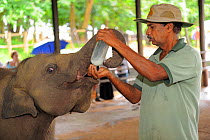 Asian Elephant (Elephas maximus) juveniles being hand fed by keeper, elephant orphanage of Pinnawela, Sri Lanka, Asia. June 2010
