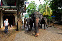 Herd of Asian Elephants (Elephas maximus) walking down street, Elephant orphanage of Pinnawela, Sri Lanka, Asia. June 2010
