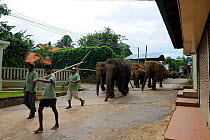 Herd of Asian Elephants (Elephas maximus) walking down street, from the elephant orphanage of Pinnawela, Sri Lanka, Asia. June 2010
