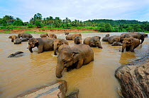 Herd of Asian Elephants (Elephas maximus) bathing in the Maoya river, from the elephant orphanage of Pinnawela, Sri Lanka, Asia. June 2010