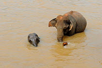 Asian Elephants (Elephas maximus) baby and adult bathing in the Maoya river, from the elephant orphanage of Pinnawela, Sri Lanka, Asia. June 2010