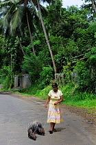 Woman walking her two domesticated Crested Porcupines (Hystrix cristata) along a road, Sri Lanka. June 2010