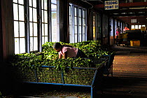Woman working with Tea leaves, Blu Field Tea Factory, Nuwara Eliya, Sri Lanka. June 2010
