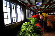 Woman working with Tea leaves, Blu Field Tea Factory, Nuwara Eliya, Sri Lanka. June 2010