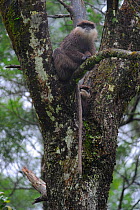 Purple faced Langur monkey (Trachypithecus vetulus) sitting in tree, Horton Plane National Park, Sri Lanka