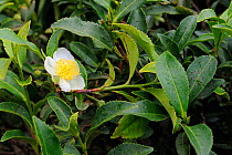 Flowering Tea plant (Rhododendron) for tea production at the Blu Field Tea Factory, Nuwara Eliya, Sri Lanka. June 2010