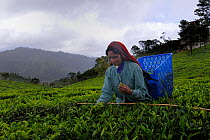 Woman of ethnic Tamil tribe, collecting Tea plant (Rhododendron) for tea production at the Blu Field Tea Factory, Nuwara Eliya, Sri Lanka. June 2010