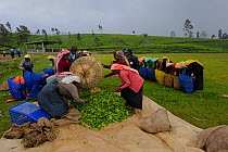 Women of ethnic Tamil tribe, collecting Tea plant (Rhododendron) for tea production at the Blu Field Tea Factory, Nuwara Eliya, Sri Lanka. June 2010