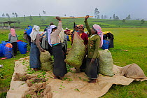 Women of ethnic Tamil tribe, bagging up the harvested Tea plant (Rhododendron) for tea production at the Blu Field Tea Factory, Nuwara Eliya, Sri Lanka. June 2010