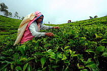 Woman of ethnic Tamil tribe, harvesting Tea plant (Rhododendron) for tea production at the Blu Field Tea Factory, Nuwara Eliya, Sri Lanka. June 2010