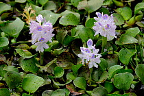 Water Hyacinth (Eichhornia crassipes) in flower, Willawilla lake, Sri Lanka