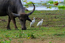 Water Buffalo (Bubalus arnee) grazing near edge of water,with Cattle Egrets (Bubulcus ibis) Yala National Park, Sri Lanka,