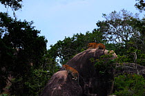 Two Sri Lankan Leopards (Panthera pardus kotiya) male and female resting on rocks, Yala National Park, Sri Lanka