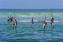 Traditional fishermen of Weligama, seated on long poles, fishing with rods, Sri Lanka, June 2010