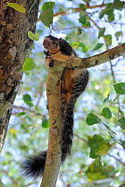Indian / Grizzled Giant Squirrel (Ratufa macroura) climbing tree near Buddhist monastery of Kelaniya Raja Maha Vihara, Sri Lanka