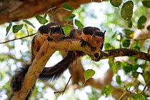 Two Indian / Grizzled Giant Squirrels (Ratufa macroura) climbing tree near Buddhist monastery of Kelaniya Raja Maha Vihara, Sri Lanka