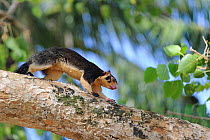 Indian / Grizzled Giant Squirrels (Ratufa macroura) climbing tree near Buddhist monastery of Kelaniya Raja Maha Vihara, Sri Lanka.