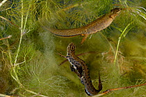 Smooth Newt (Triturus vulgaris) courtship between male and female. (Captive)  Found in Traversari lake, Campigna National Park, Emilia Romagna and Tuscany regions, Italy