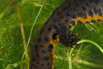 Crested Newt (Triturus cristatus carnifex) close up of female egg laying on submerged aquatic plants,  carefully wrapping each egg in a leaf. Captive,  from Traversari lake, Campigna National Park, Em...