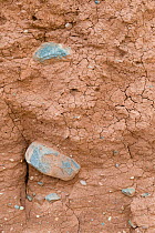 Close-up view of Boulder Clay, Glacial Till or Diamicton, Aberdarron, Wales, May 2009